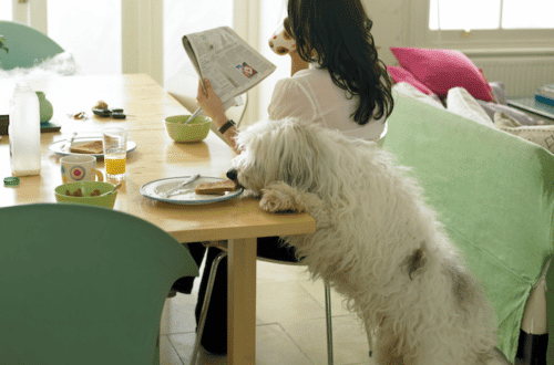 HOP SHOP - Ljudska hrana koju psi ne bi smjeli jesti