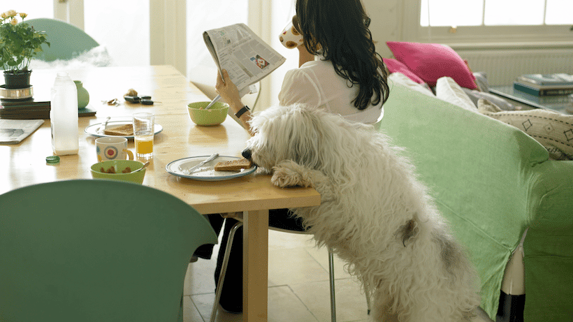 HOP SHOP - Ljudska hrana koju psi ne bi smjeli jesti