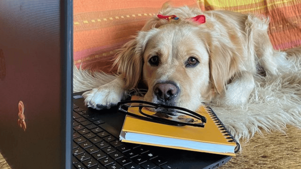 Hop Shop - Kako naučiti psa da ostane sam