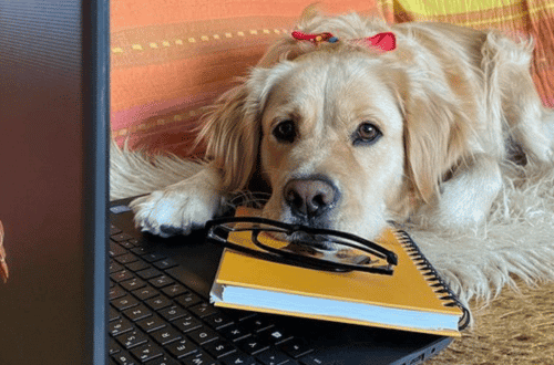 Hop Shop - Kako naučiti psa da ostane sam