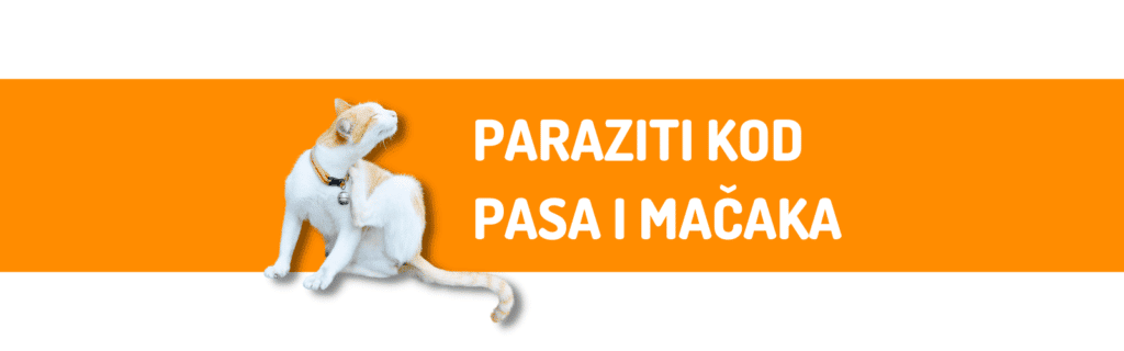 paraziti kod pasa i mačaka