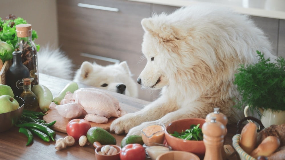 HOP SHOP Blog - Prehrana pasa