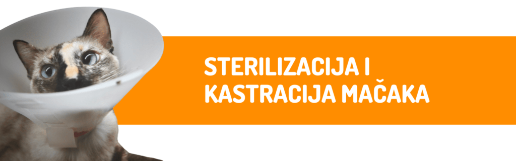 Sterilizacija i kastracija mačaka: Koje su razlike, prednosti i što se događa poslije zahvata?