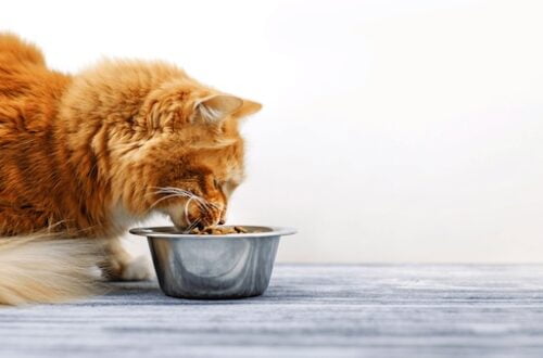 Sterilizacija i kastracija mačaka: Koje su razlike, prednosti i što se događa poslije zahvata?