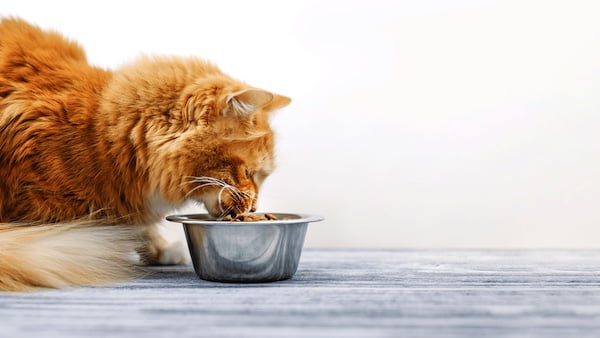 Sterilizacija i kastracija mačaka: Koje su razlike, prednosti i što se događa poslije zahvata?