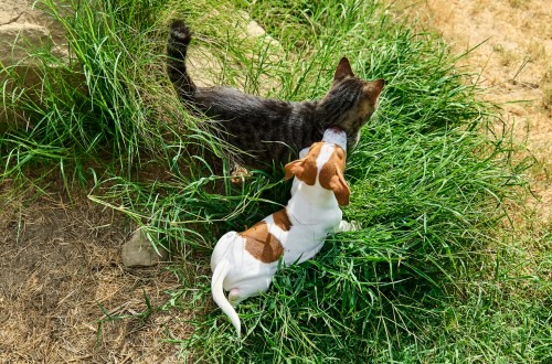 Kako zaštiti svog ljubimca od buha i krpelja?